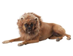Costume De Lion Roi De La Jungle Pour Chien