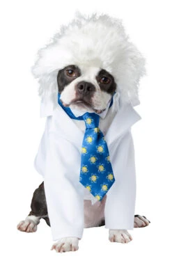 Costume D’Albert Einchien Pour Chien